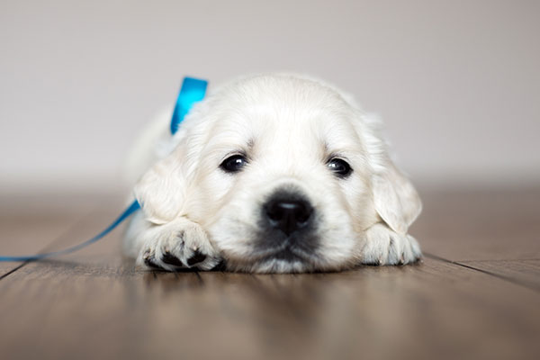 Puppy laying on a hardwood floor with a blue bow