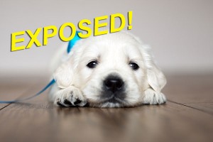 puppy laying on hardwood floor