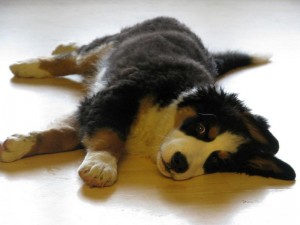 hardwood floors vancouver wa